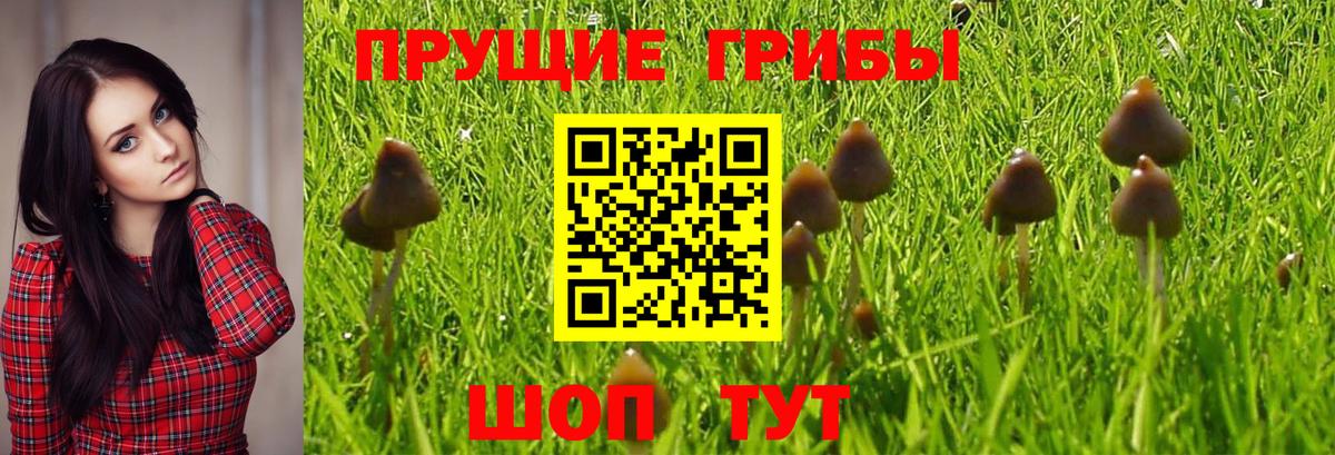 Псилоцибиновые грибы GOLDEN TEACHER  Тайшет  Псилоцибиновые грибы Cubensis 