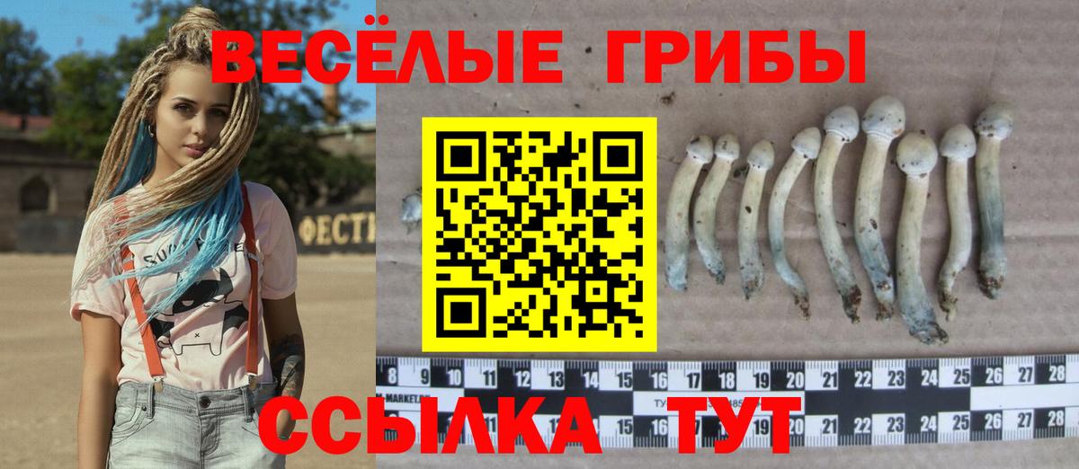 Галлюциногенные грибы Psilocybine cubensis Тайшет